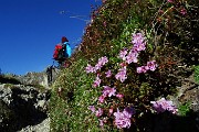 17 Rodhothamnus chamaecistus  (Rododendro cistino)